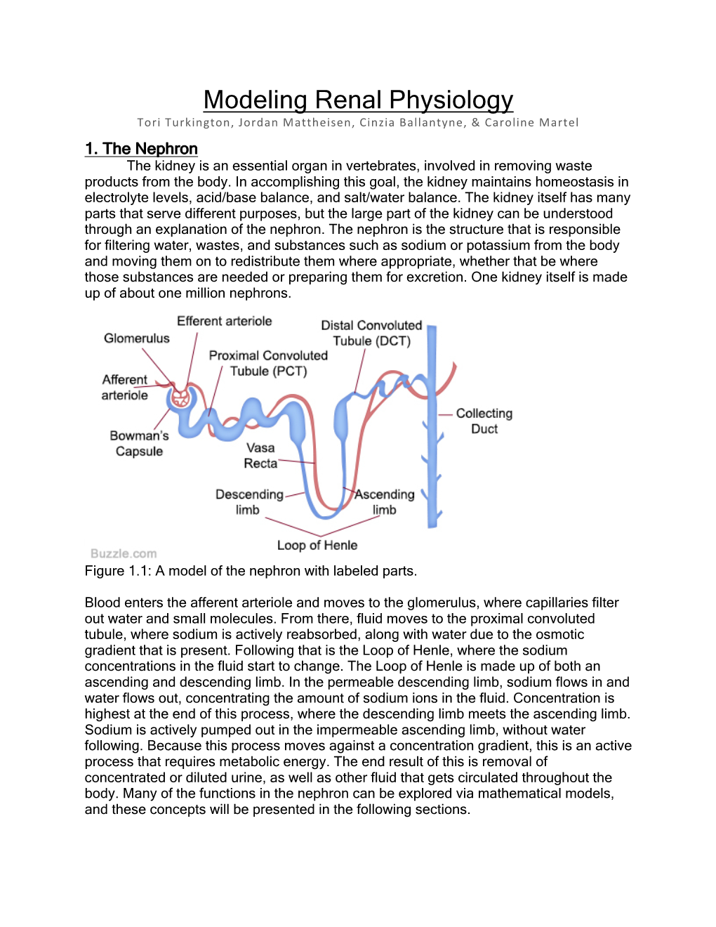 Modeling Renal Physiology Tori Turkington, Jordan Mattheisen, Cinzia Ballantyne, & Caroline Martel 1