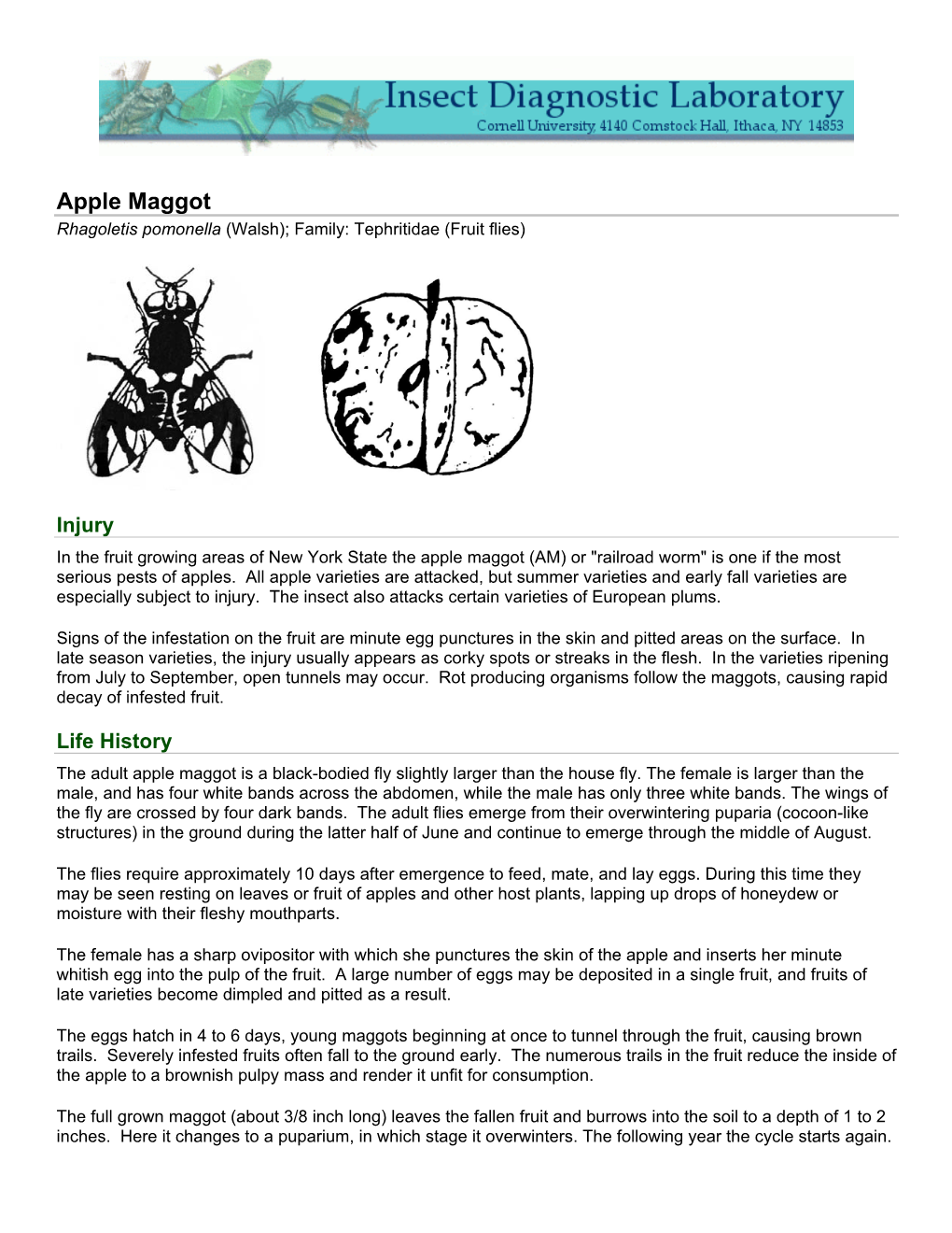 Apple Maggot Rhagoletis Pomonella (Walsh); Family: Tephritidae (Fruit Flies)