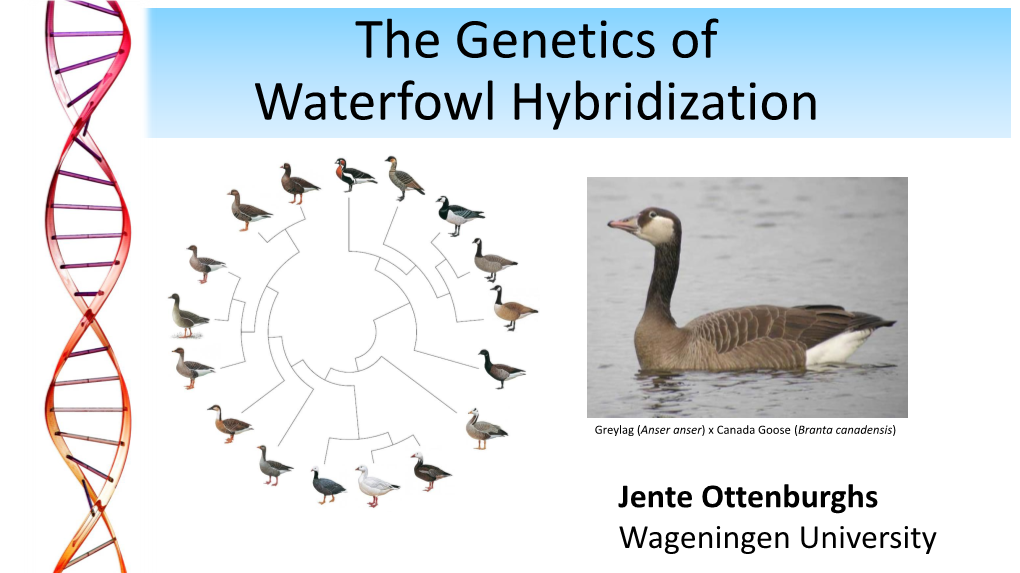 The Genetics of Waterfowl Hybridization