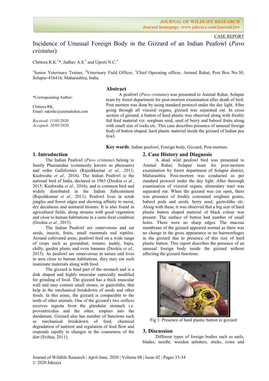 Incidence of Unusual Foreign Body in the Gizzard of an Indian Peafowl ( Pavo Cristatus )