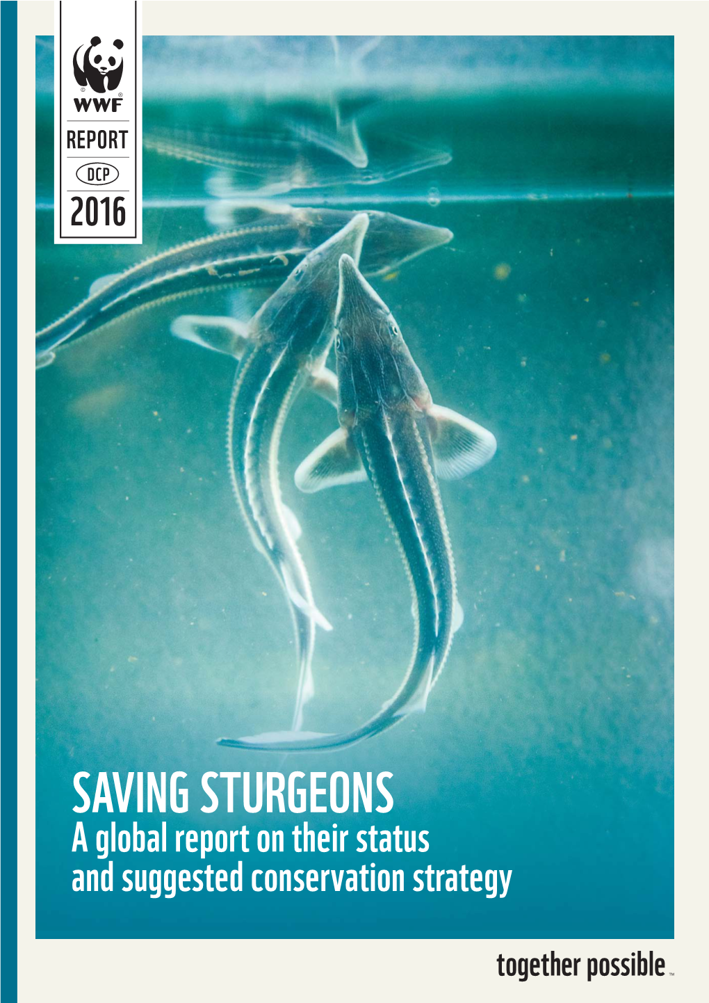 SAVING STURGEONS a Global Report on Their Status and Suggested Conservation Strategy the Report Is a Joint Effort of the WWF Network