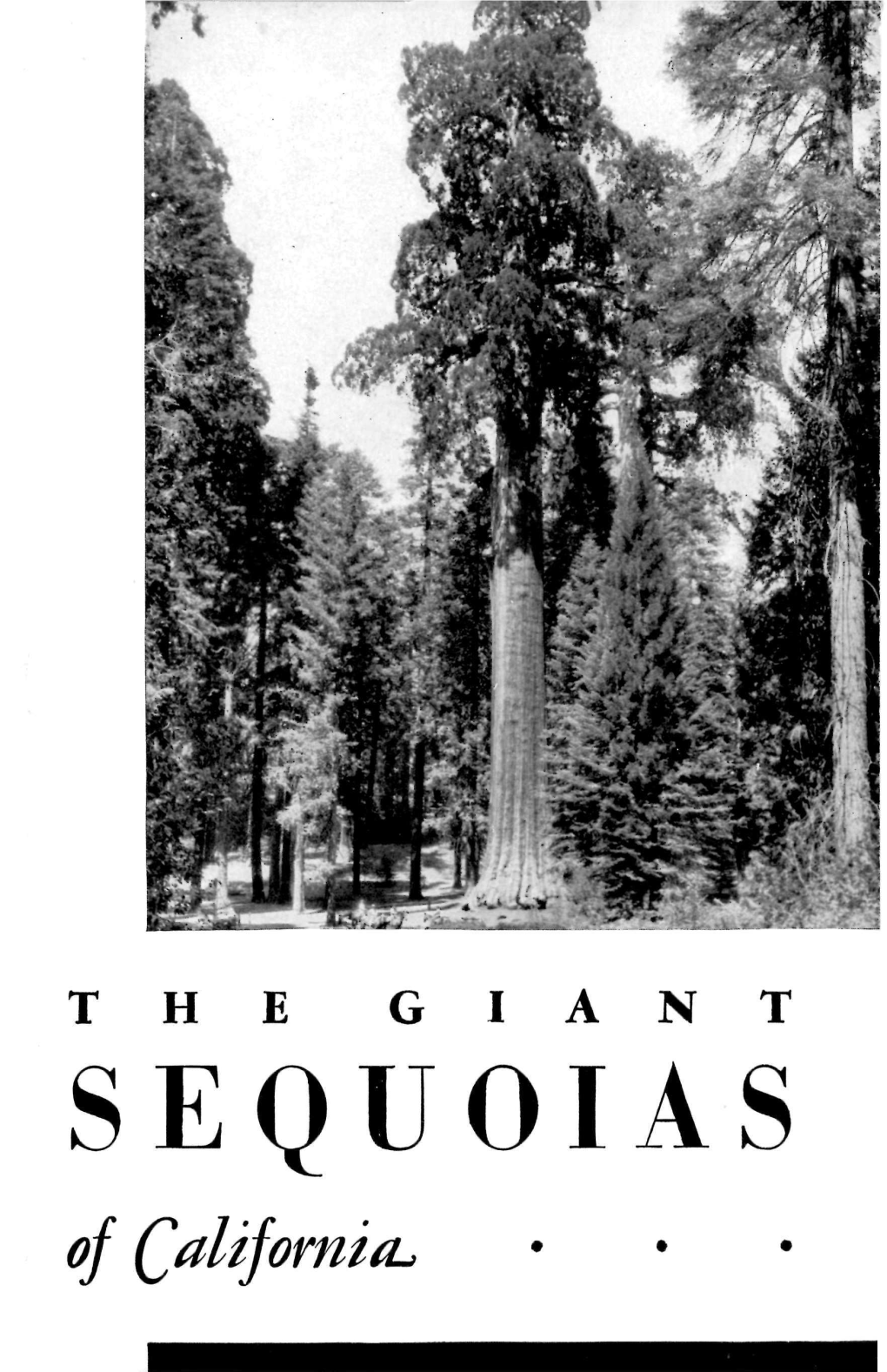 THE Giant Sequoias of California