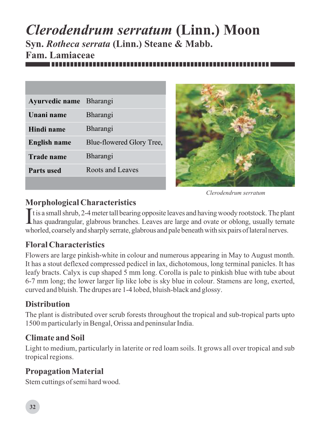 Clerodendrum Serratum (Linn.) Moon Syn