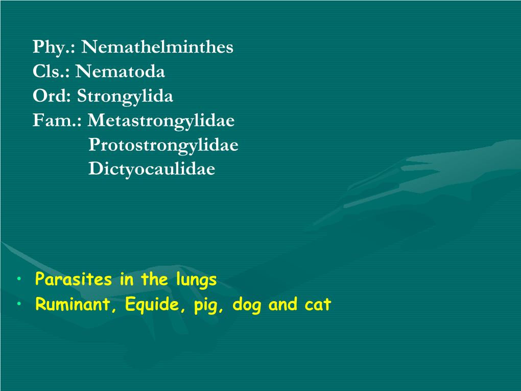 Parasites in the Lungs • Ruminant, Equide, Pig, Dog and Cat METASTRONGYLİDAE