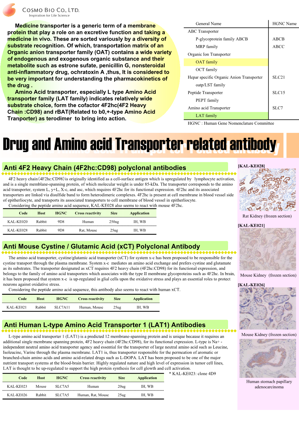 Anti Human Adipor1 Polyclonal Antibody