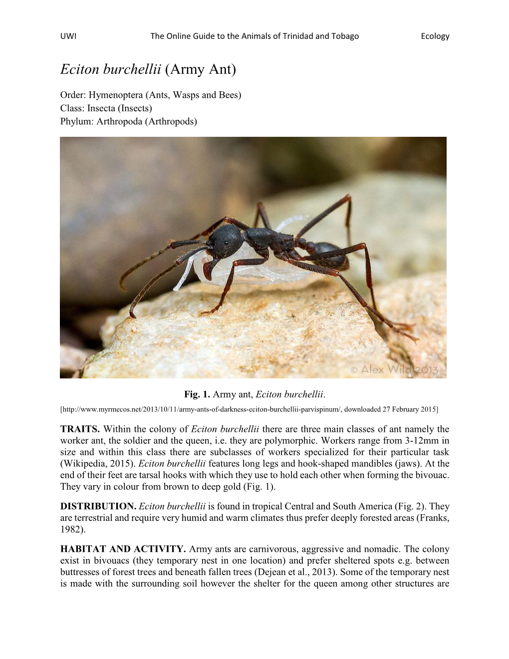 Eciton Burchellii (Army Ant)