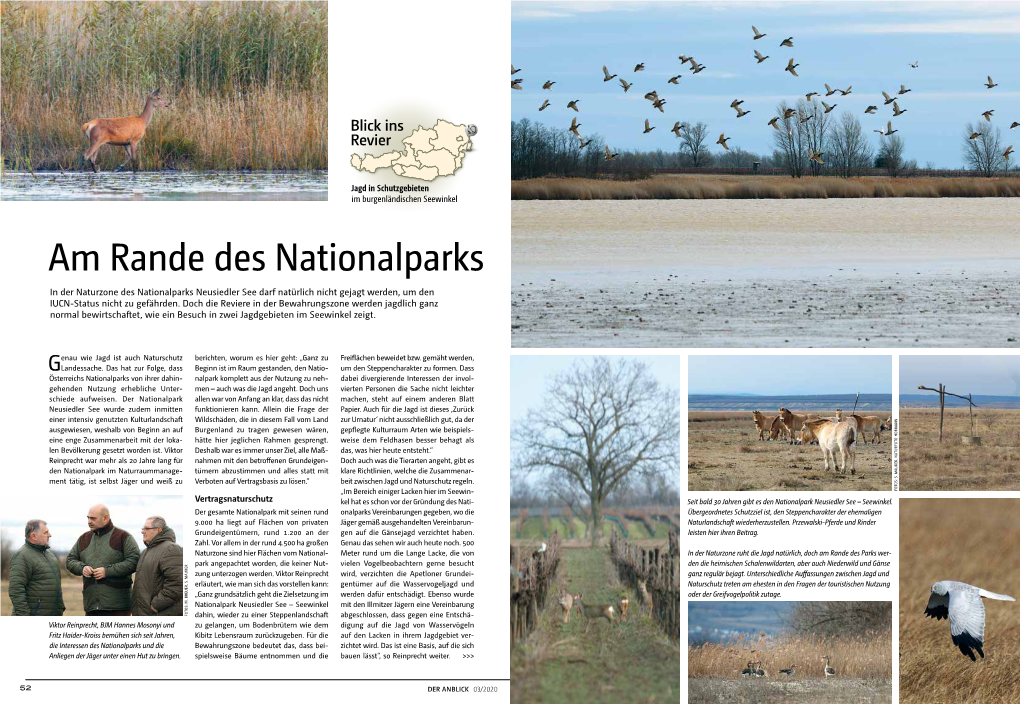 Am Rande Des Nationalparks in Der Naturzone Des Nationalparks Neusiedler See Darf Natürlich Nicht Gejagt Werden, Um Den IUCN-Status Nicht Zu Gefährden