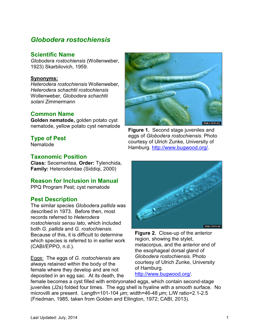 Golden Nematode (Globodera Rostochiensis), Pale Cyst Nematode (Globodera Pallida)