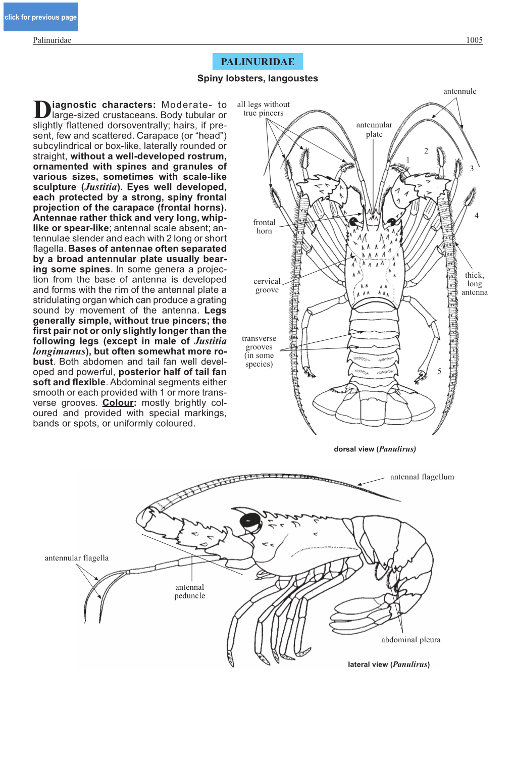 Palinuridae 1005