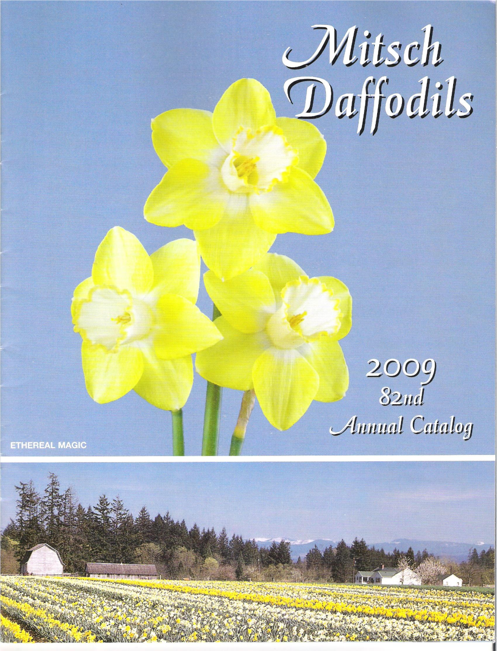 Mitsch Daffodils 2009