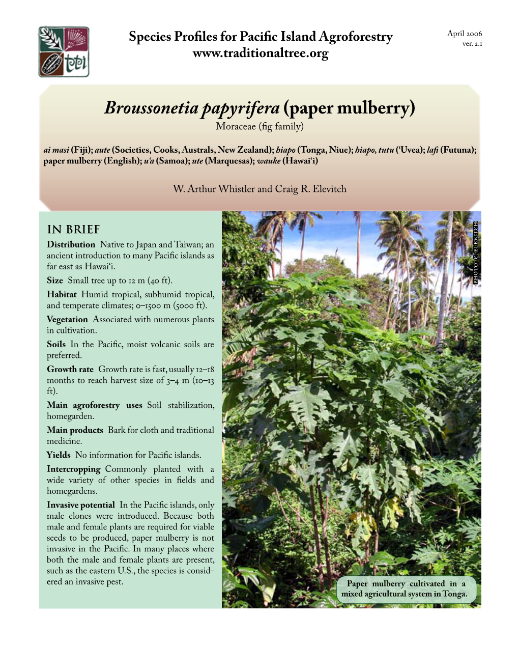 Broussonetia Papyrifera (Paper Mulberry)