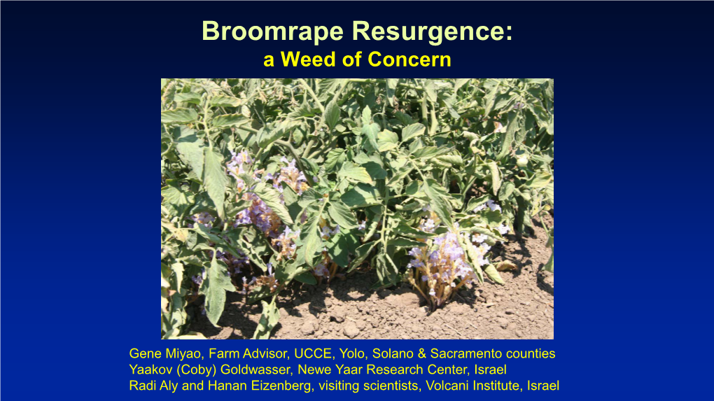 Broomrape Resurgence: a Weed of Concern