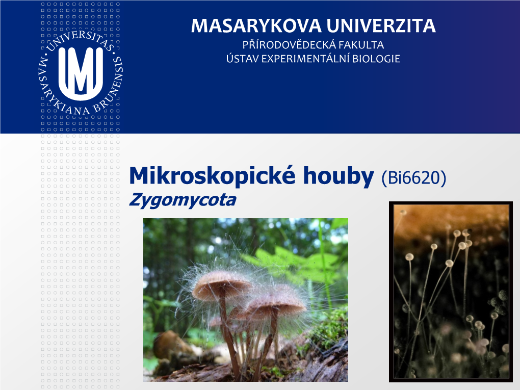 Opisthokonta Fungi, Zygomycota, Mucoromycotina