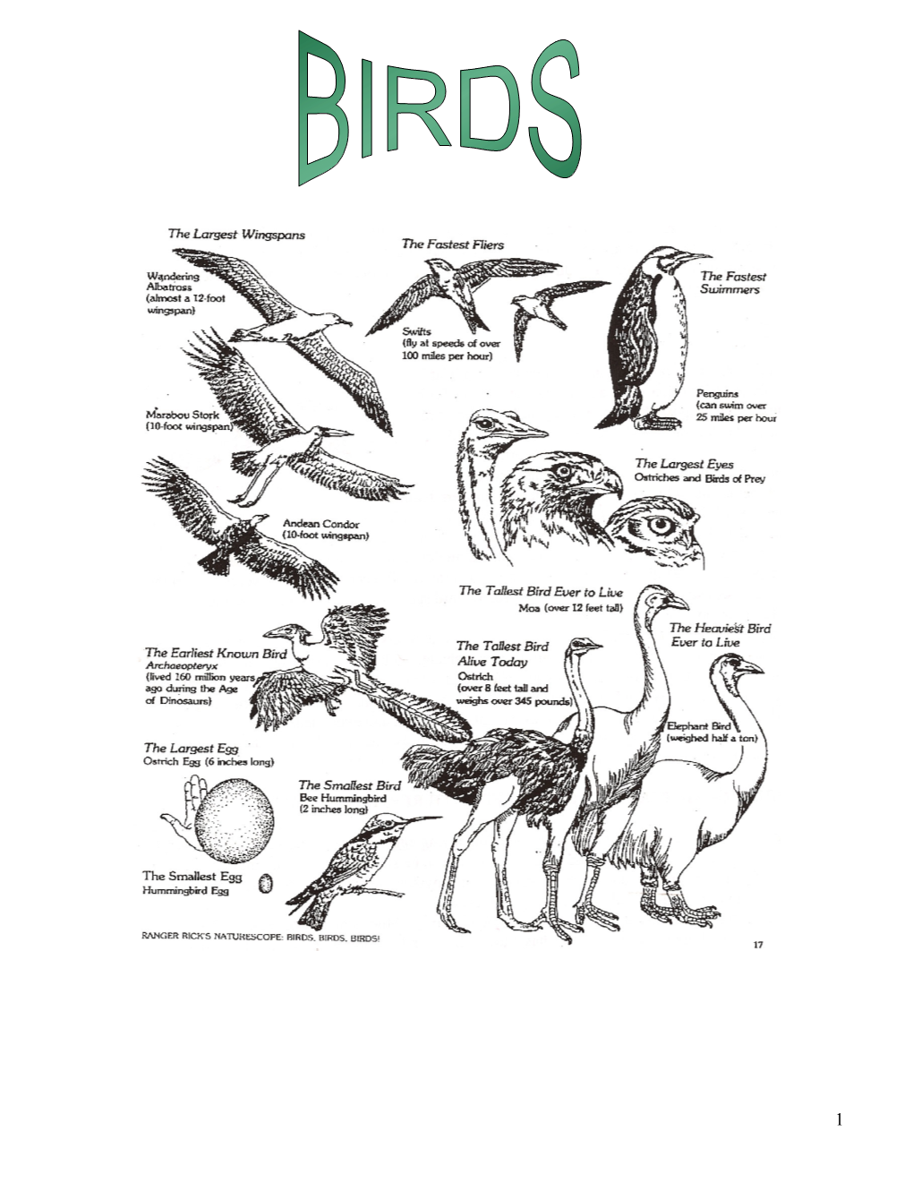 Bird Feather Types, Anatomy, and Molting