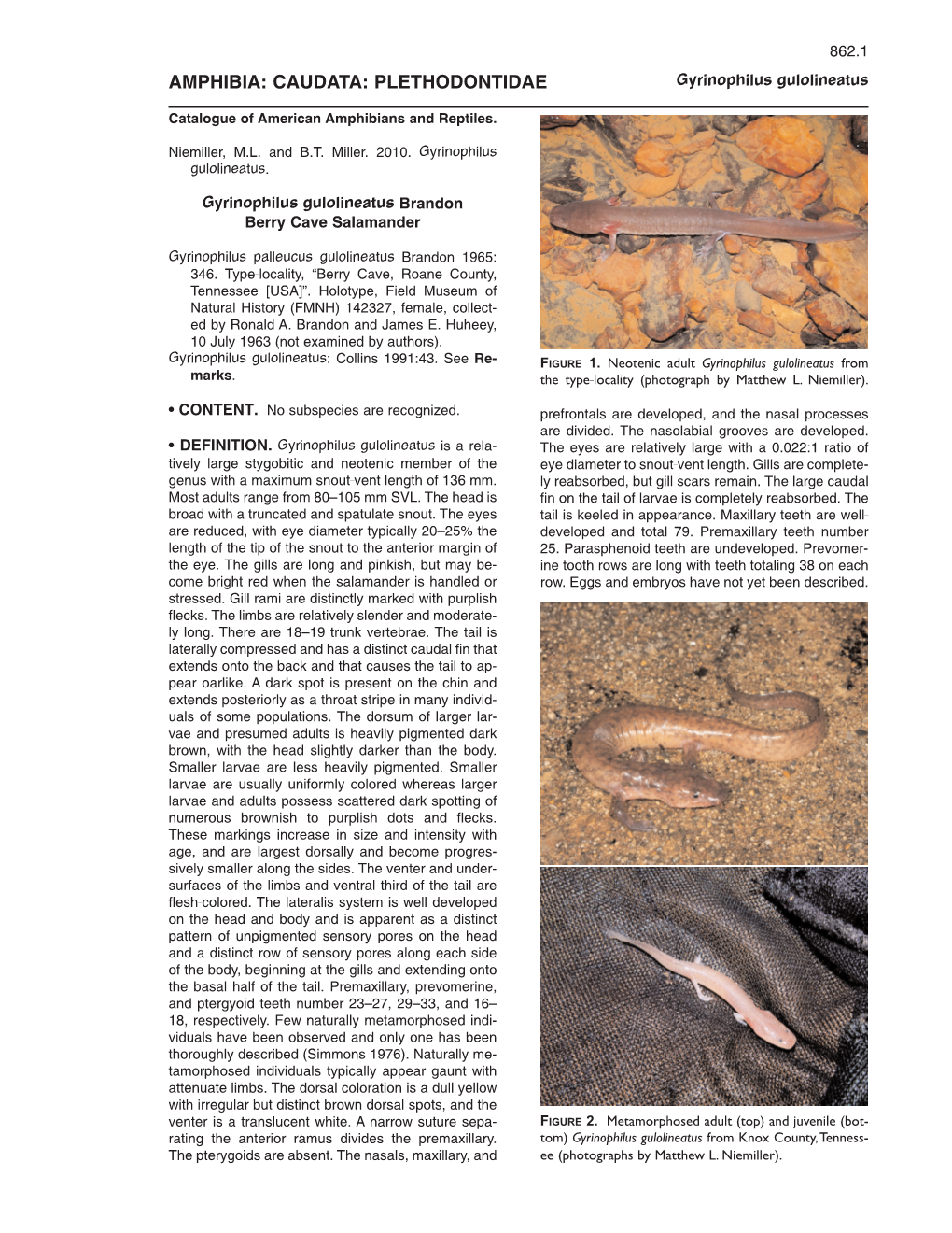 AMPHIBIA: CAUDATA: PLETHODONTIDAE Gyrinophilus Gulolineatus