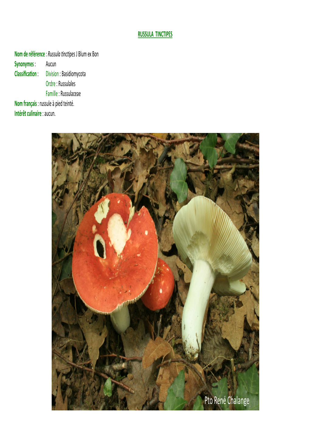 Russula Tinctipes Sp-P1-MJ-VU-29-12-14.Pub