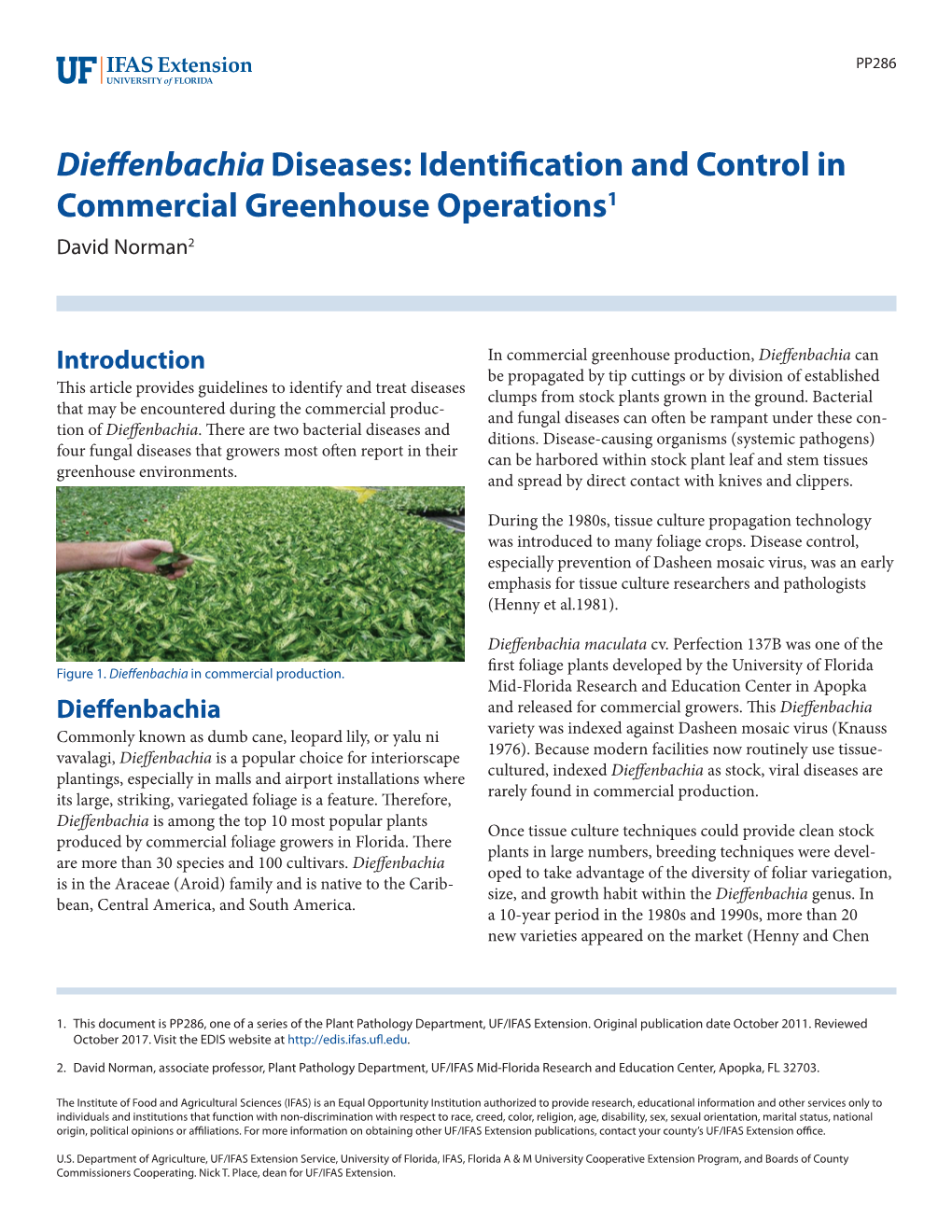 Dieffenbachia Diseases