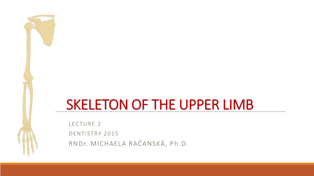 Skeleton of the Upper Limb