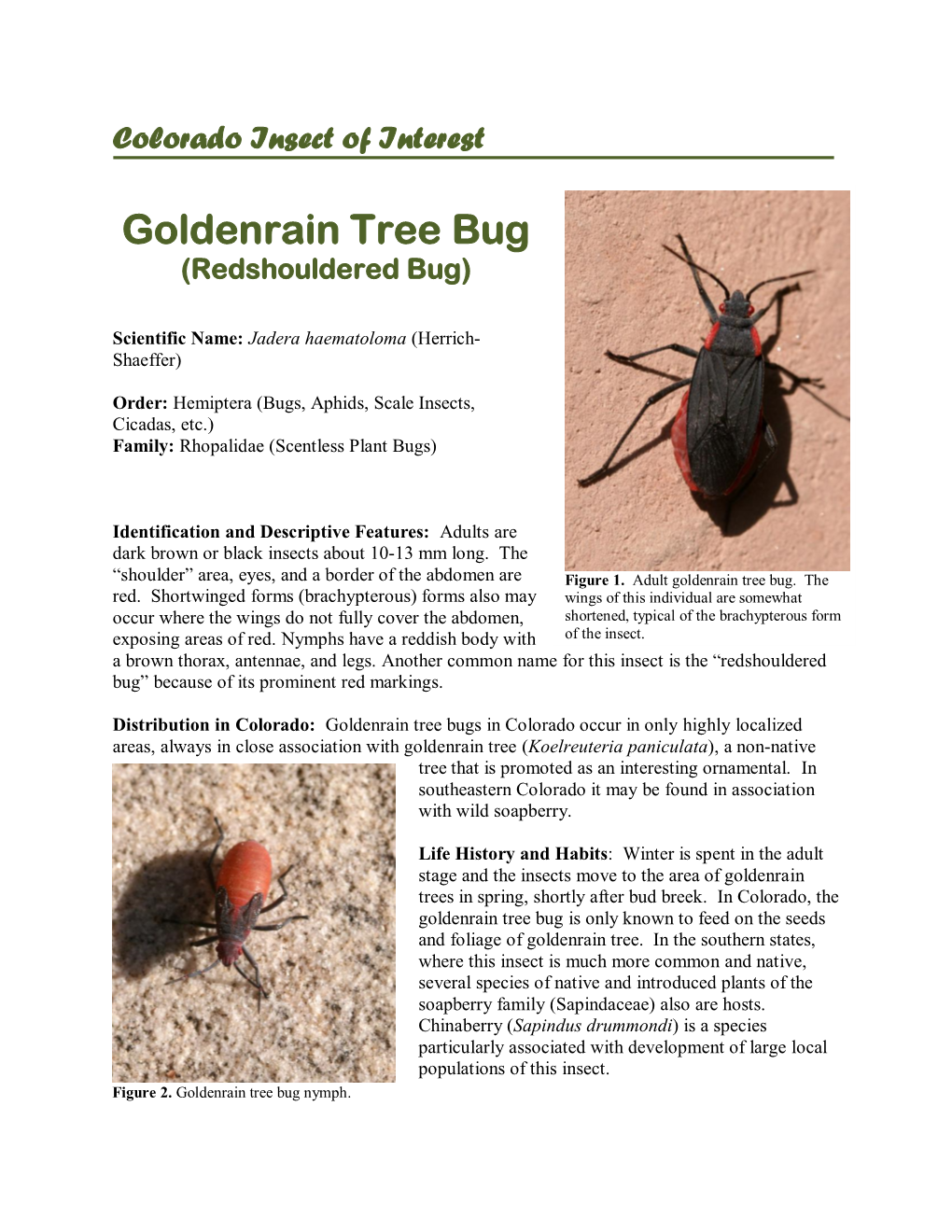 Goldenrain Tree Bug (Redshouldered Bug)