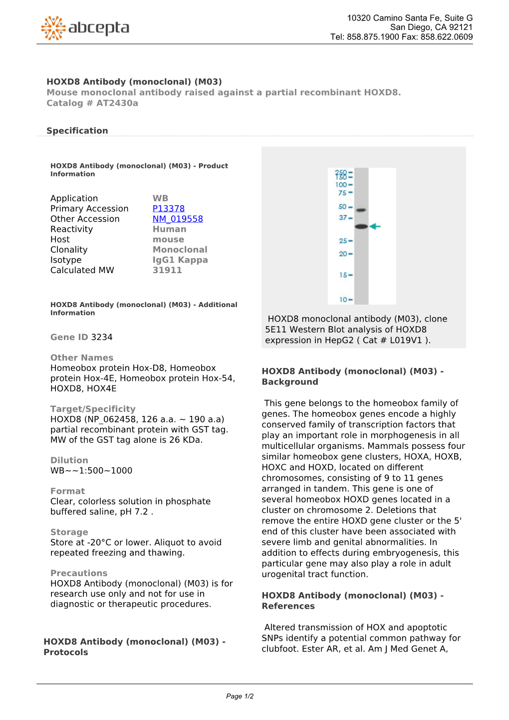 HOXD8 Antibody (Monoclonal) (M03) Mouse Monoclonal Antibody Raised Against a Partial Recombinant HOXD8