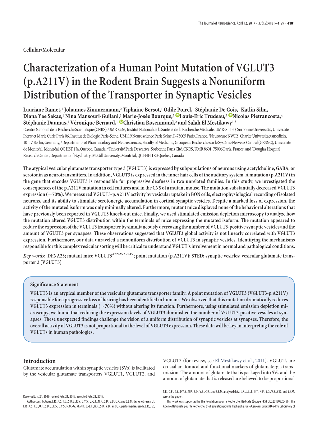 Characterization of a Human Point Mutation of VGLUT3 (P.A211V) in the Rodent Brain Suggests a Nonuniform Distribution of the Transporter in Synaptic Vesicles