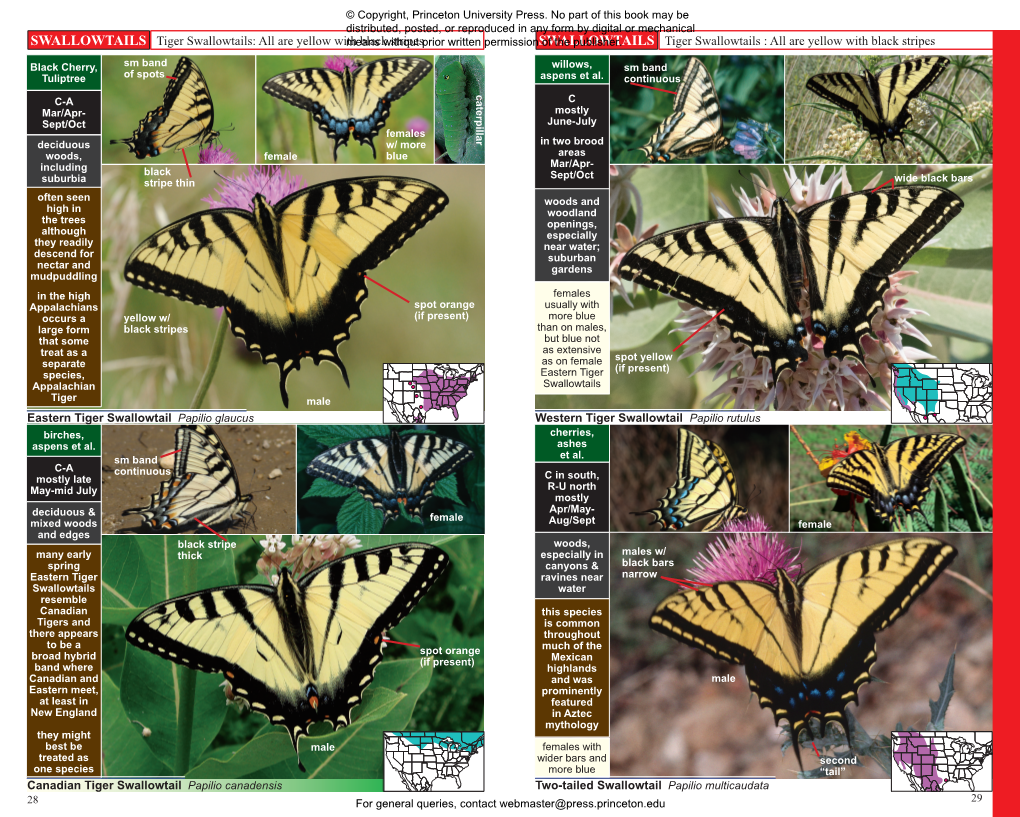 A Swift Guide to Butterflies of North America