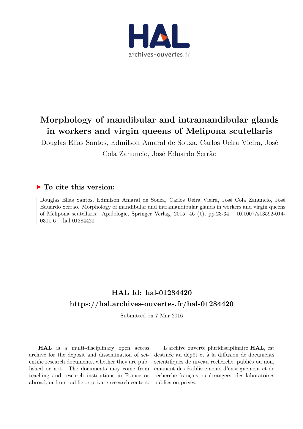 Morphology of Mandibular and Intramandibular Glands in Workers