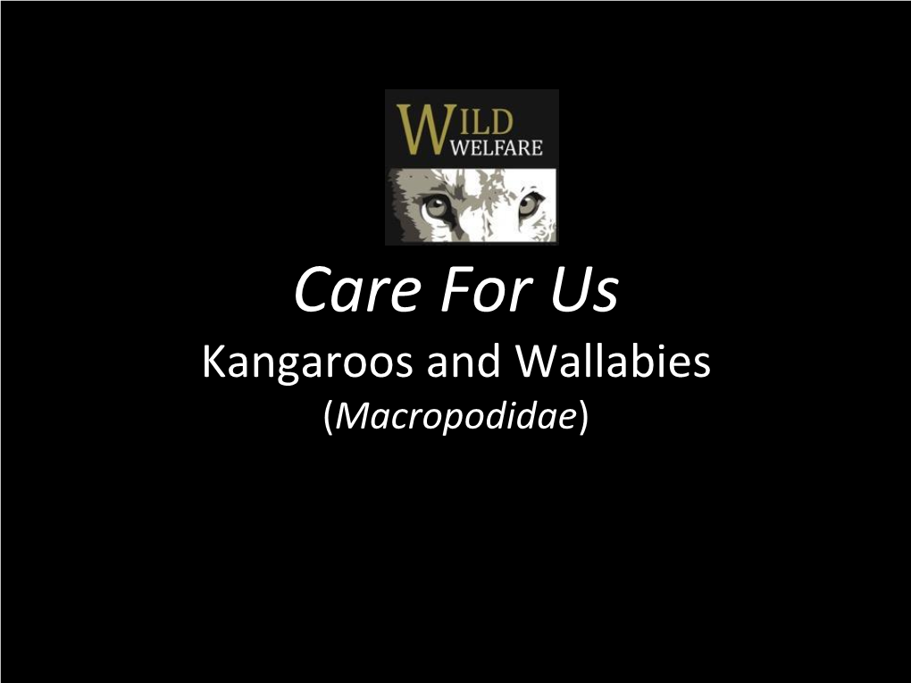 Care for Us Kangaroos and Wallabies (Macropodidae) Animal Welfare