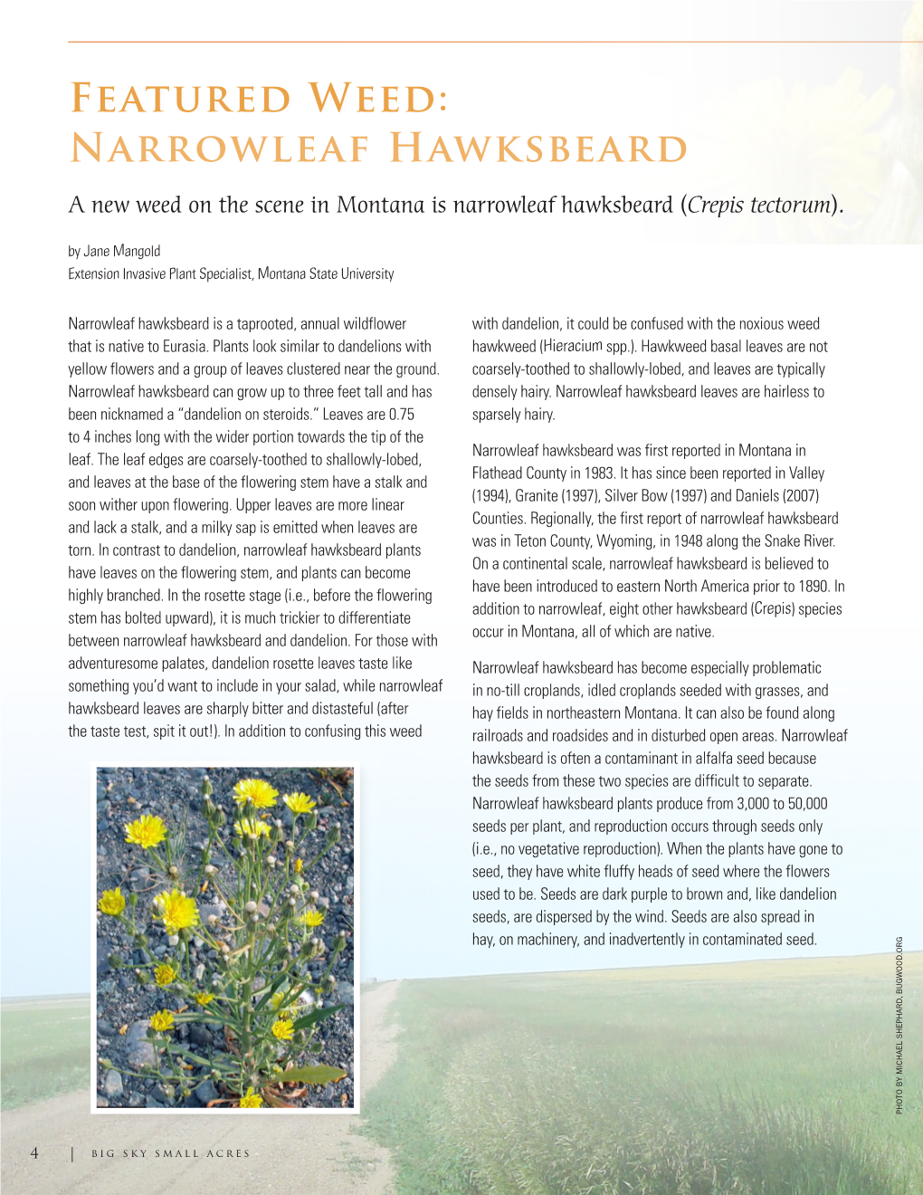 Narrowleaf Hawksbeard