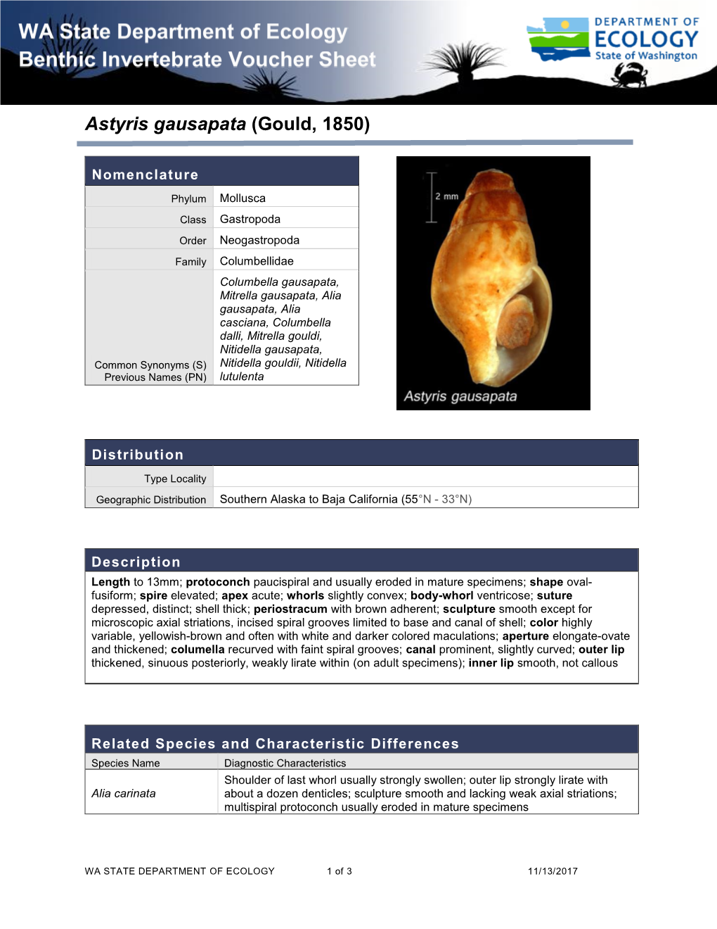 Astyris Gausapata (Gould, 1850)