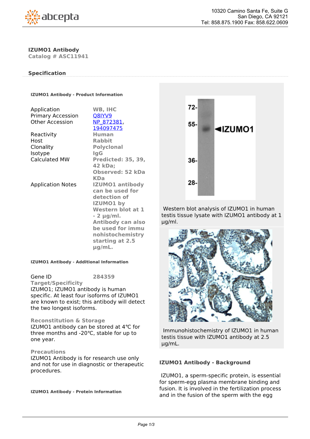 IZUMO1 Antibody Catalog # ASC11941