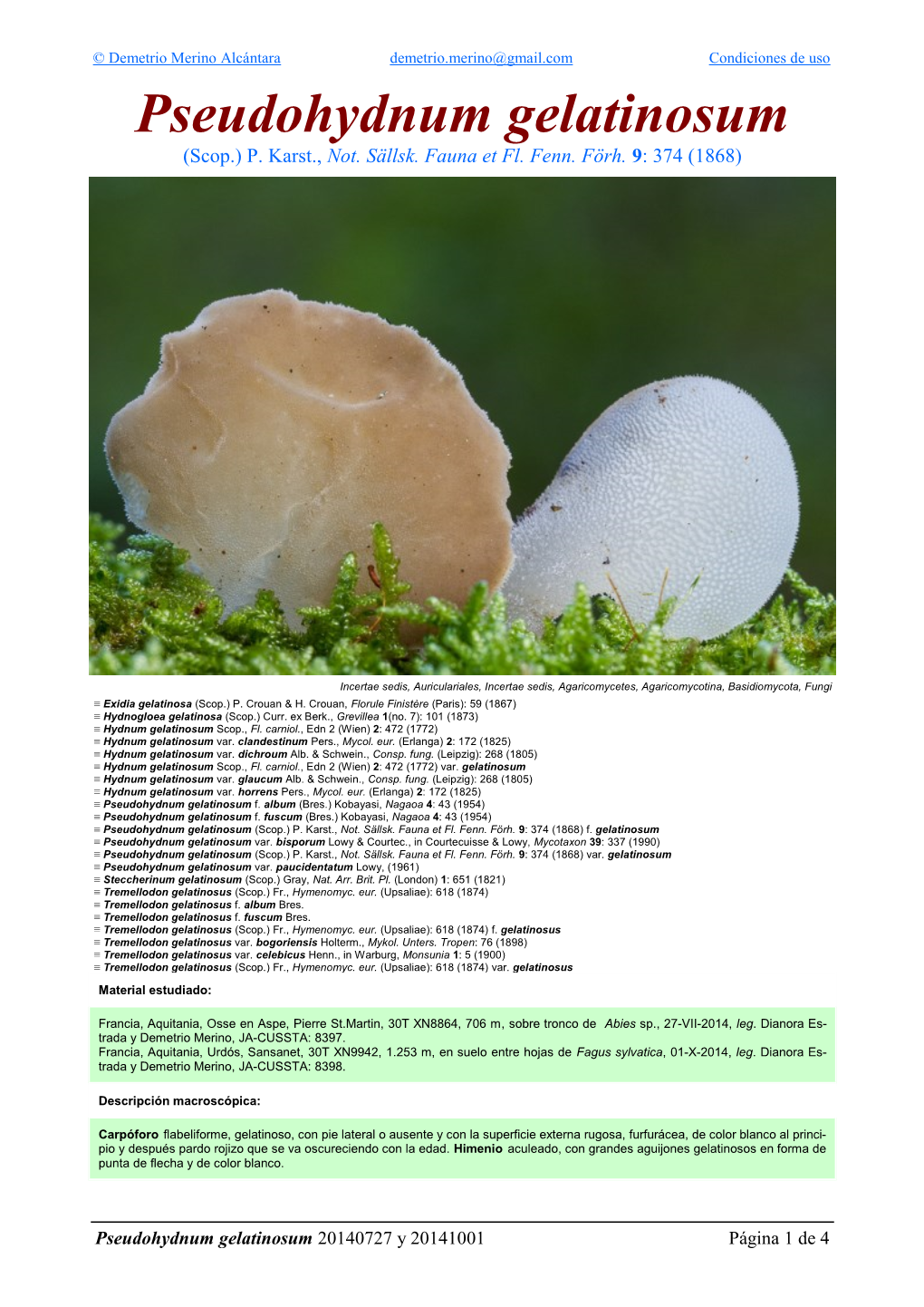 Pseudohydnum Gelatinosum Pseudohydnum 4 De 1 Página 20141001 Y 20140727