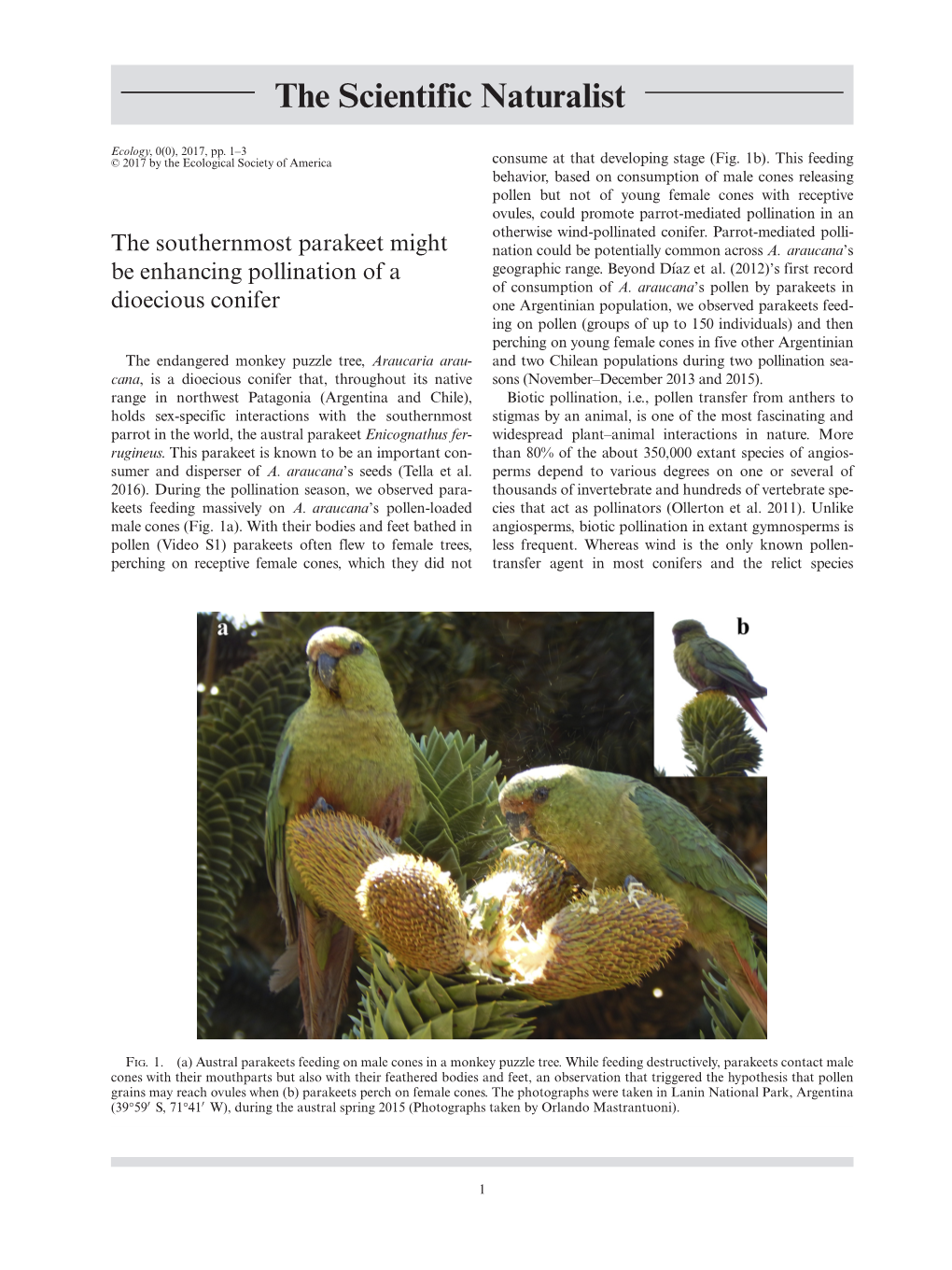 The Southernmost Parakeet Might Be Enhancing Pollination of a Dioecious Conifer