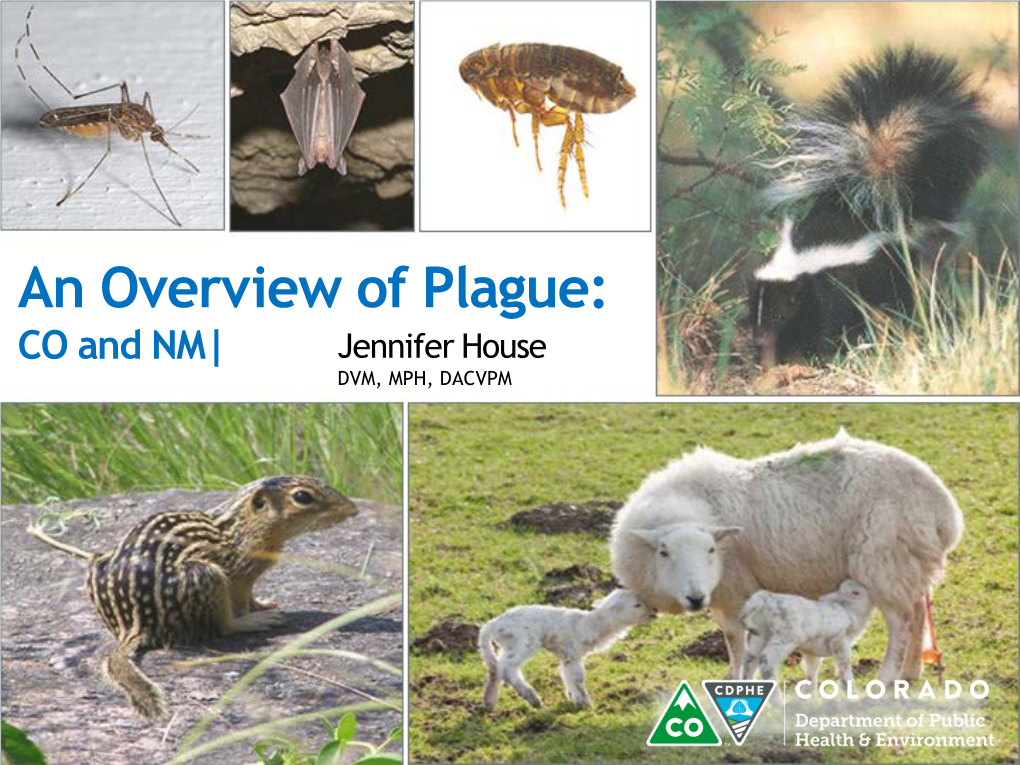 An Overview of Plague