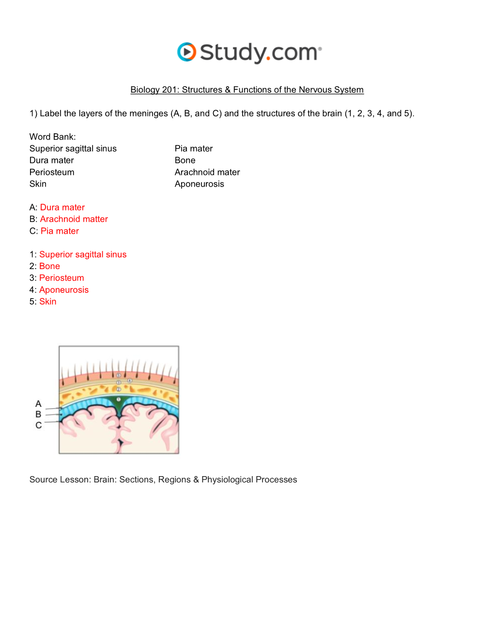 Structures & Functions of the Nervous System Visual Worksheet