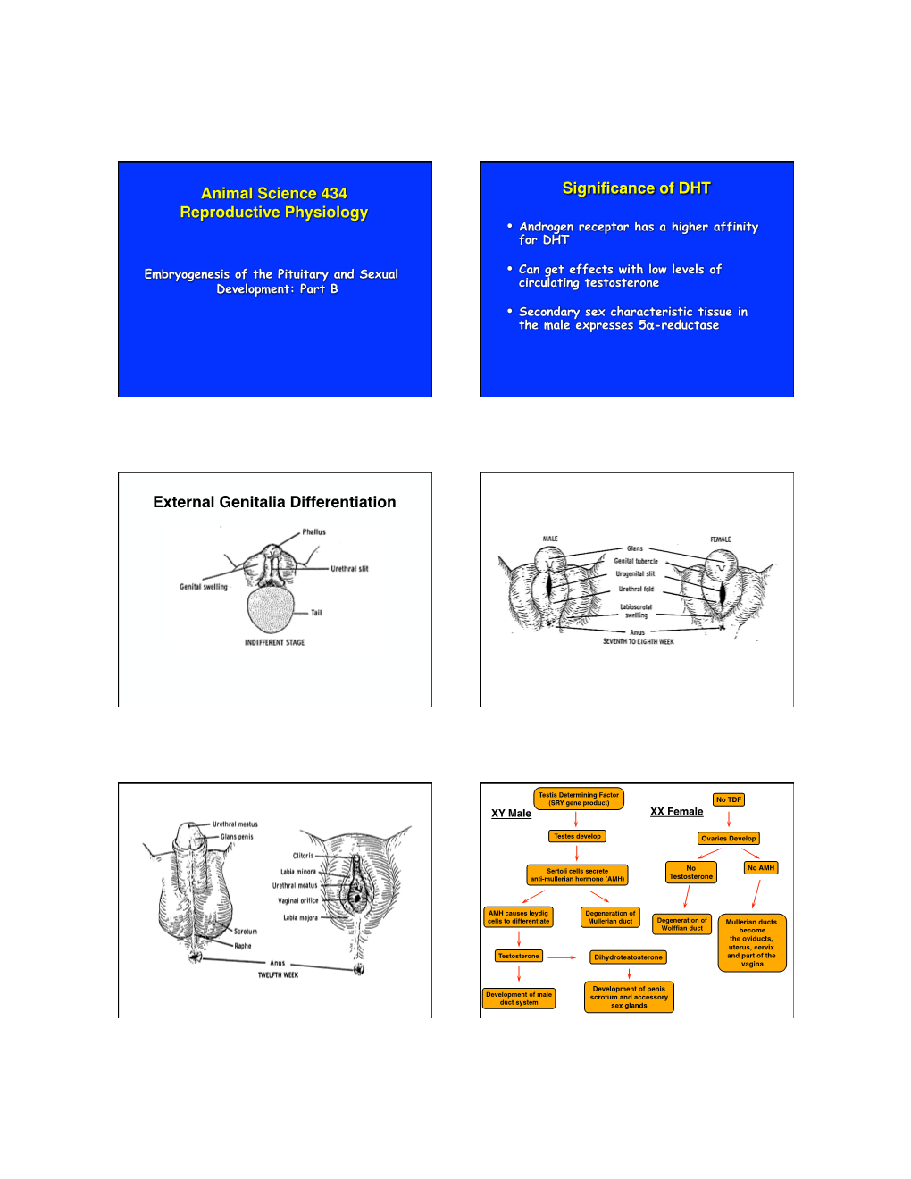 Animal Science 434 Reproductive Physiology Significance of DHT