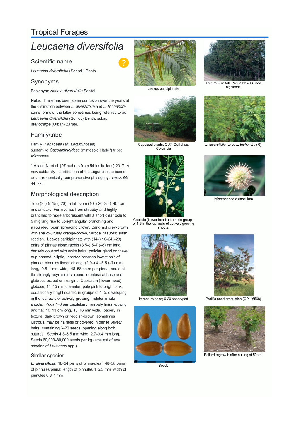 Leucaena Diversifolia Scientific Name  Leucaena Diversifolia (Schltdl.) Benth