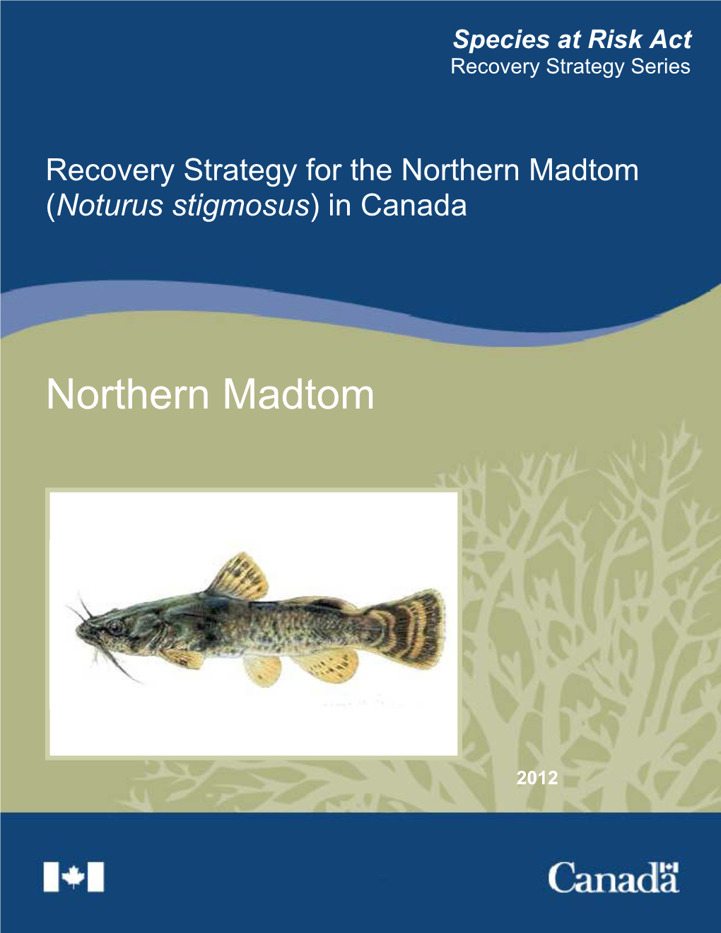 Recovery Strategy for Northern Madtom (Draft)