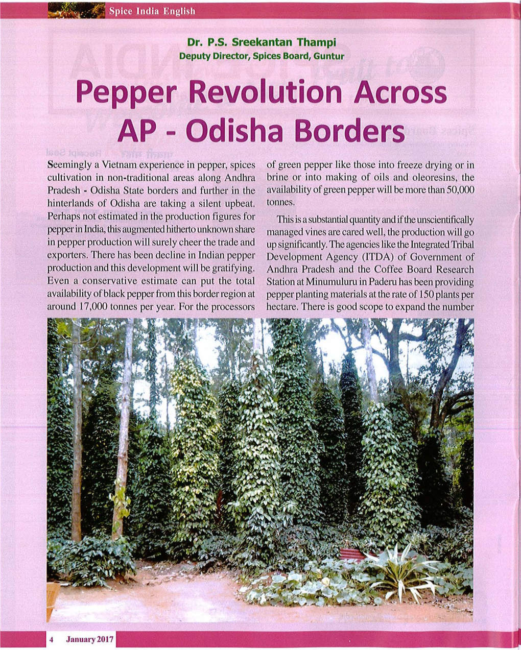 Pepper Revolution Across AP - Odisha Borders