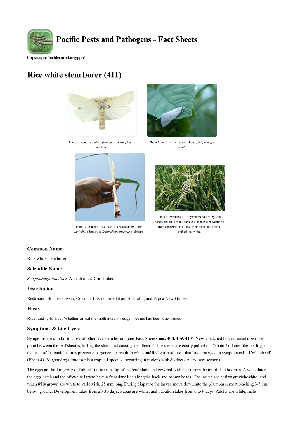 Rice White Stem Borer (411)