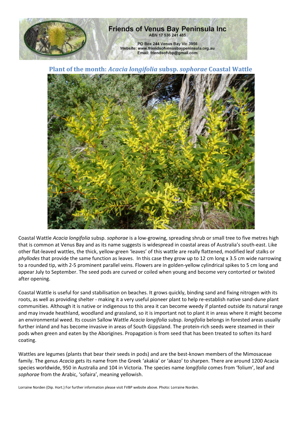 Coastal Wattle Acacia Longifolia Subsp. Sophorae