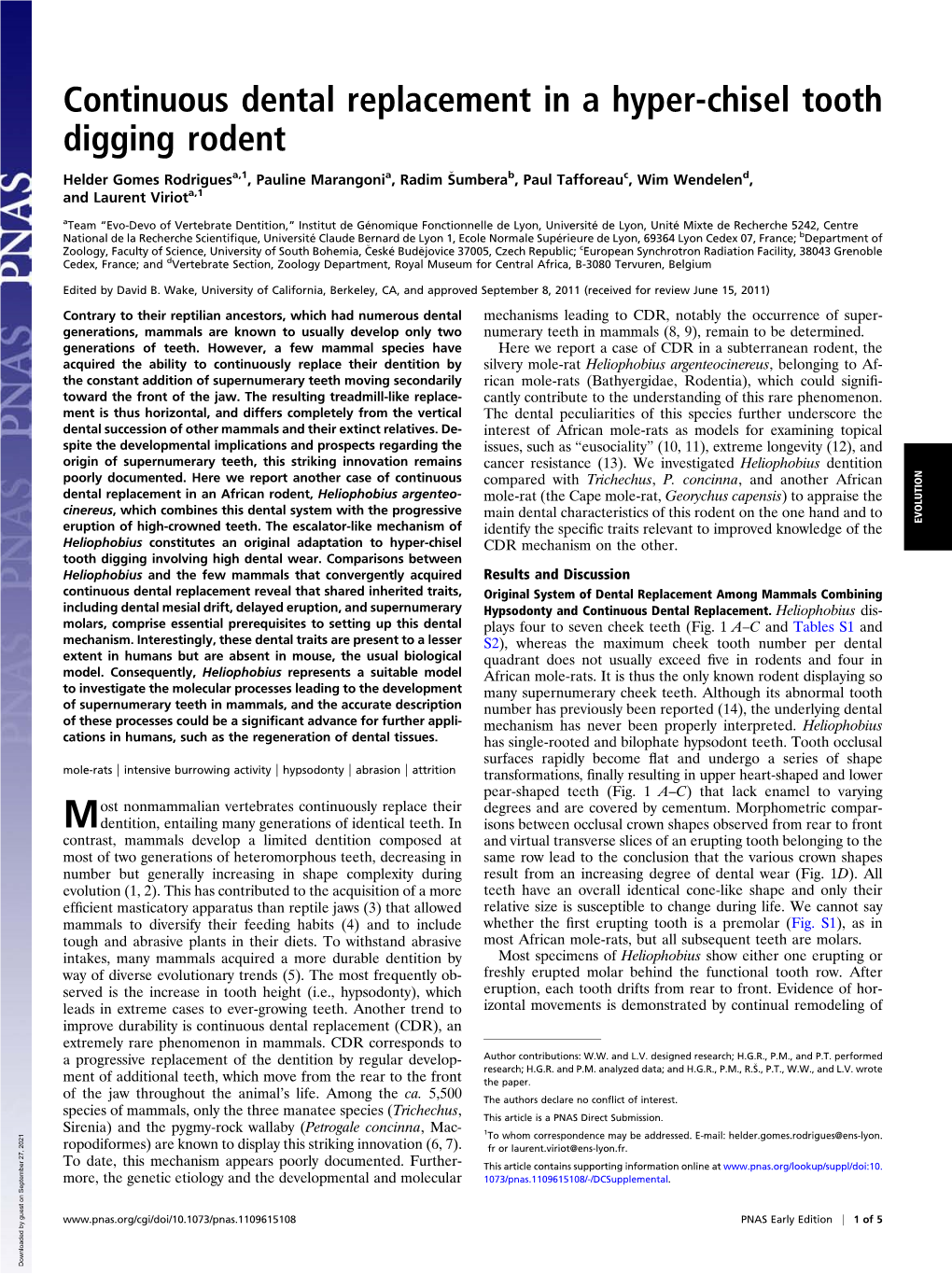 Continuous Dental Replacement in a Hyper-Chisel Tooth Digging Rodent