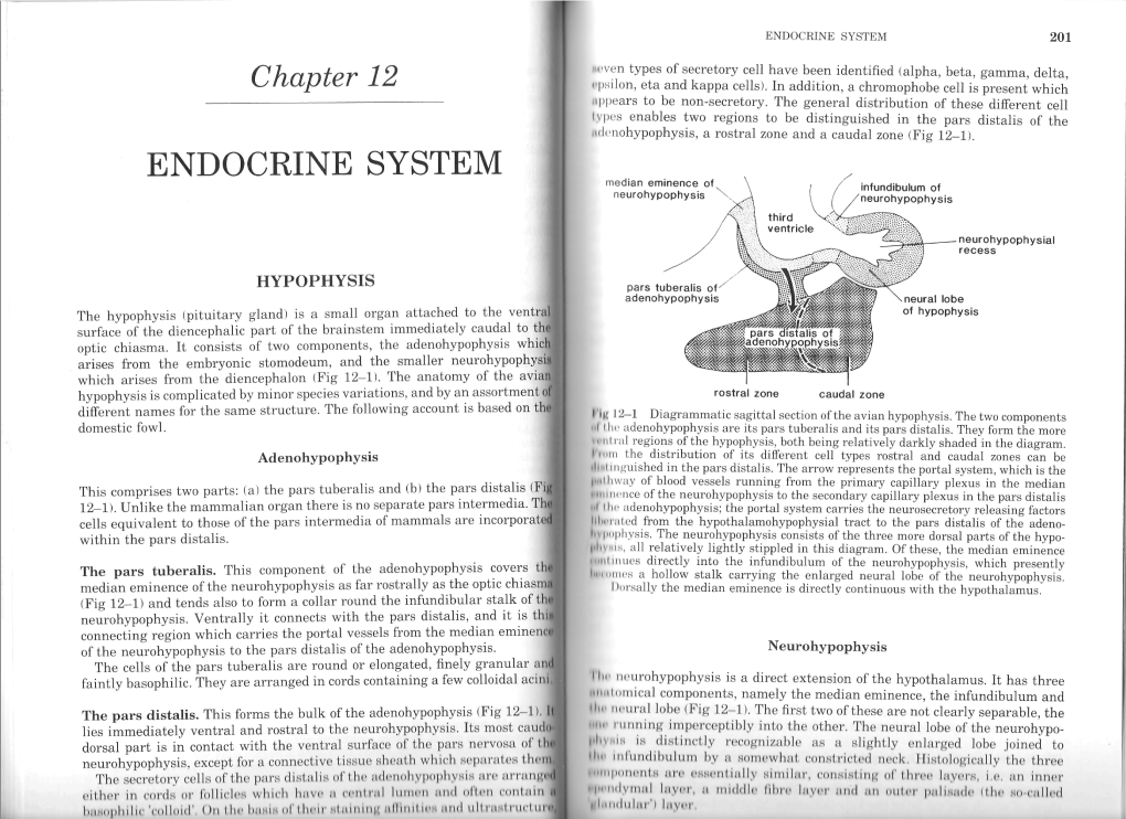 Endocrine System 201