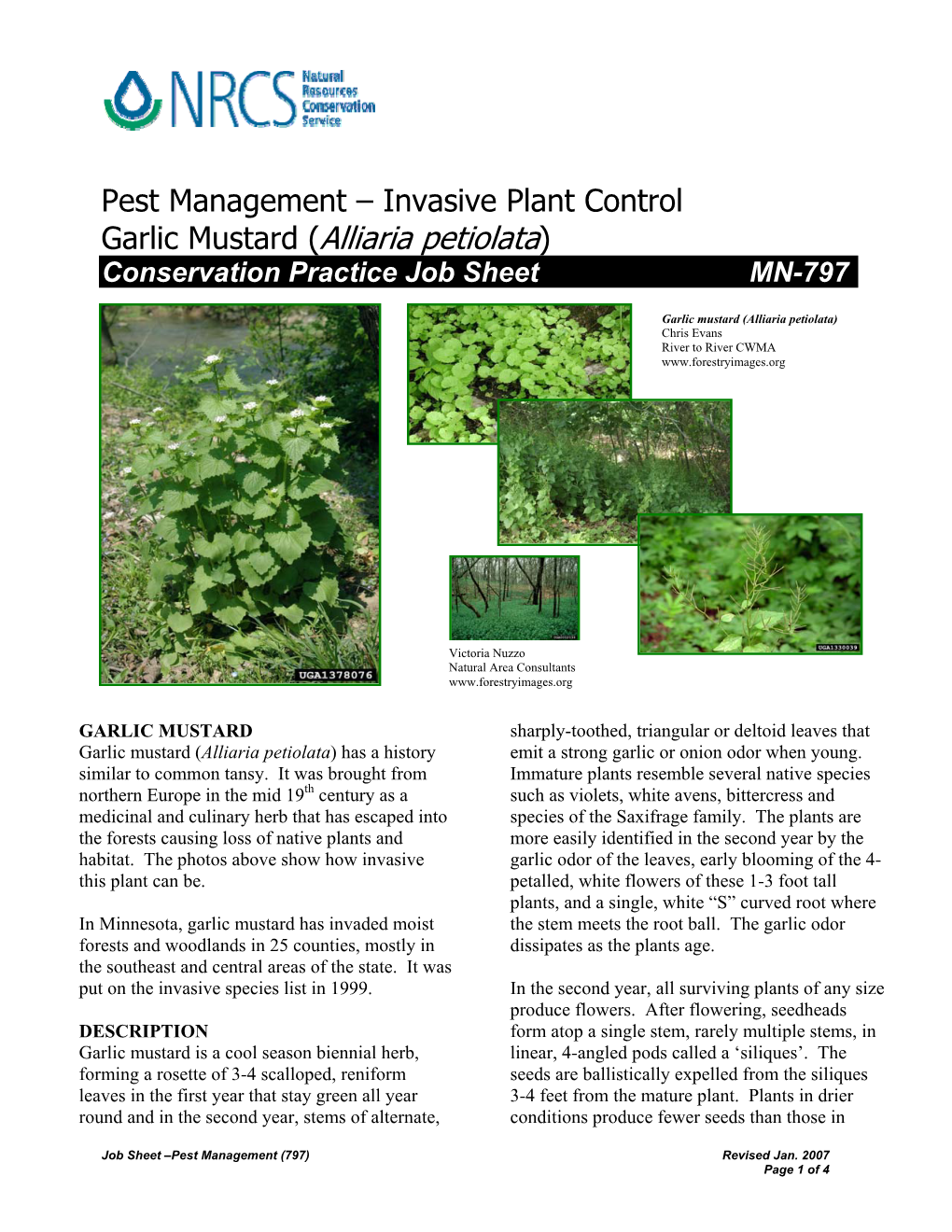 Garlic Mustard (Alliaria Petiolata) Conservation Practice Job Sheet MN-797