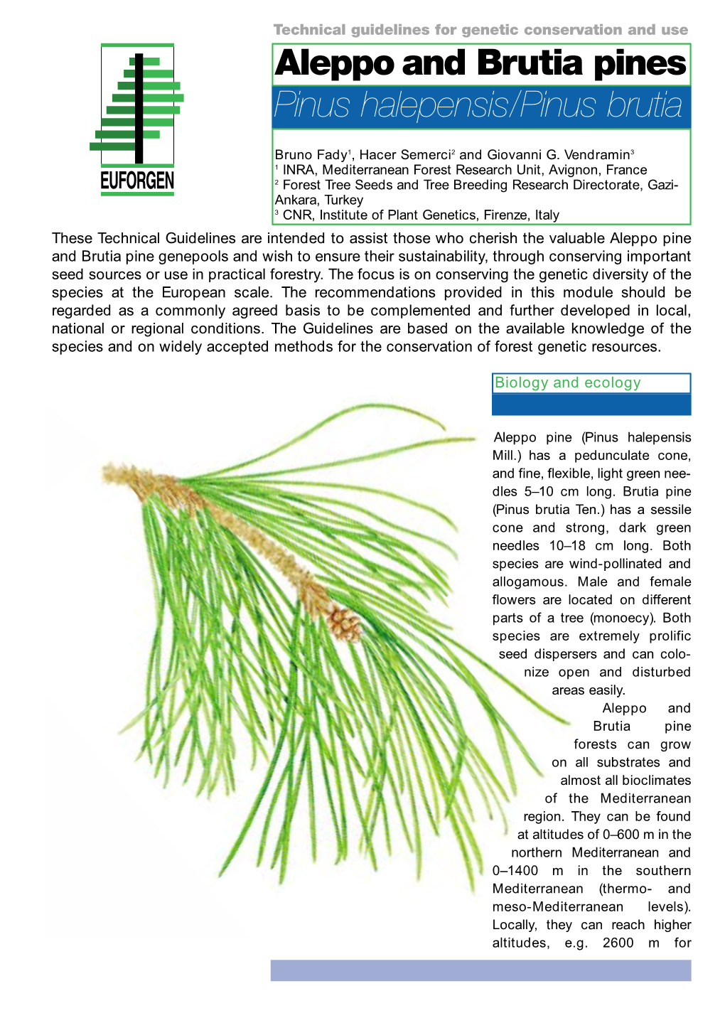 Pinus Halepensis/Pinus Brutia