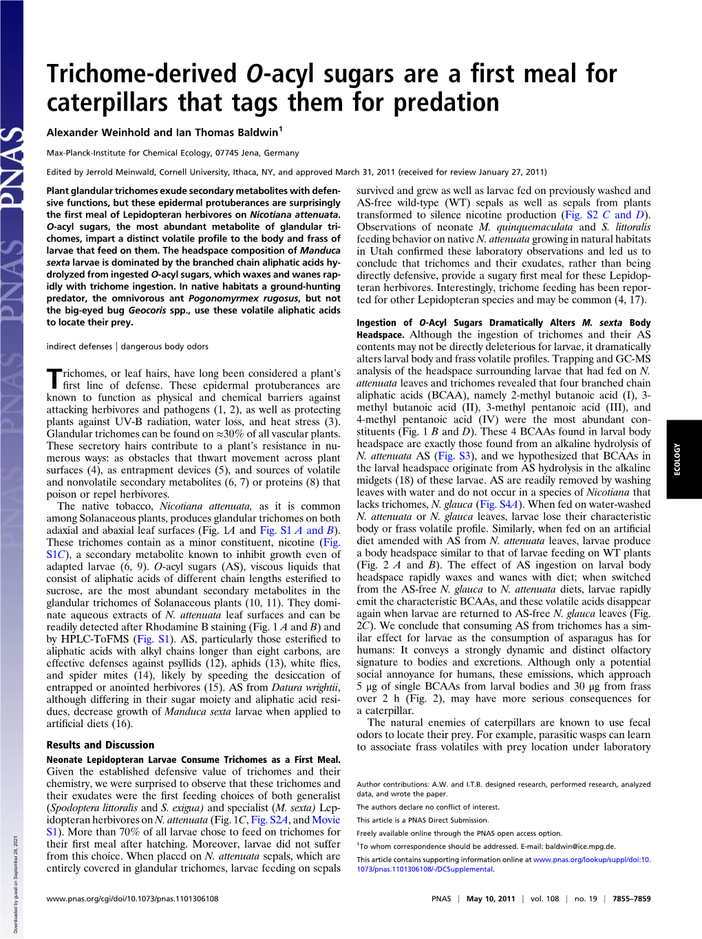 Trichome-Derived O-Acyl Sugars Are a First Meal for Caterpillars That