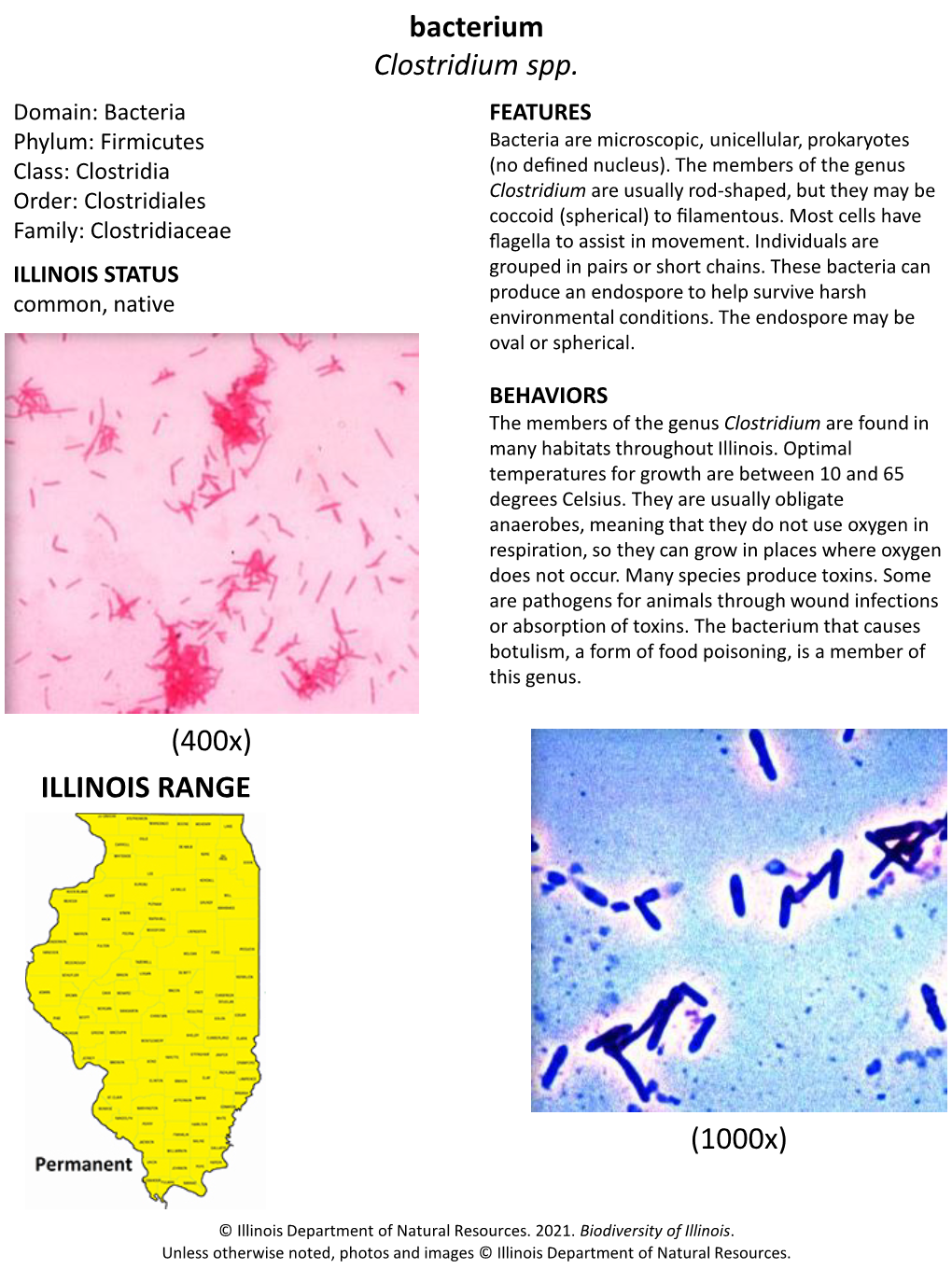 Bacterium Clostridium Spp. (1000X)