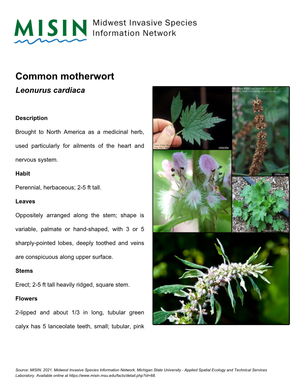 Common Motherwort Leonurus Cardiaca