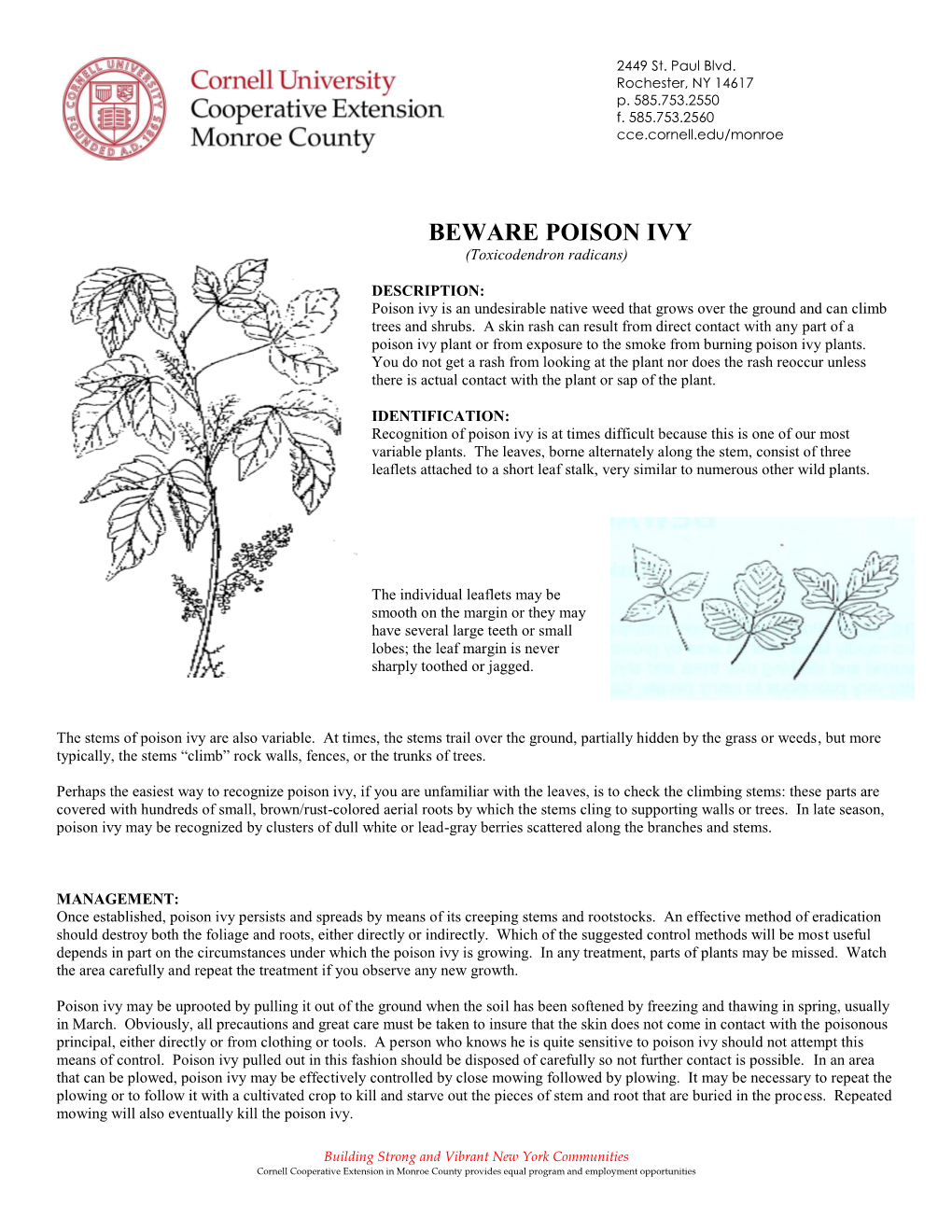 BEWARE POISON IVY (Toxicodendron Radicans)