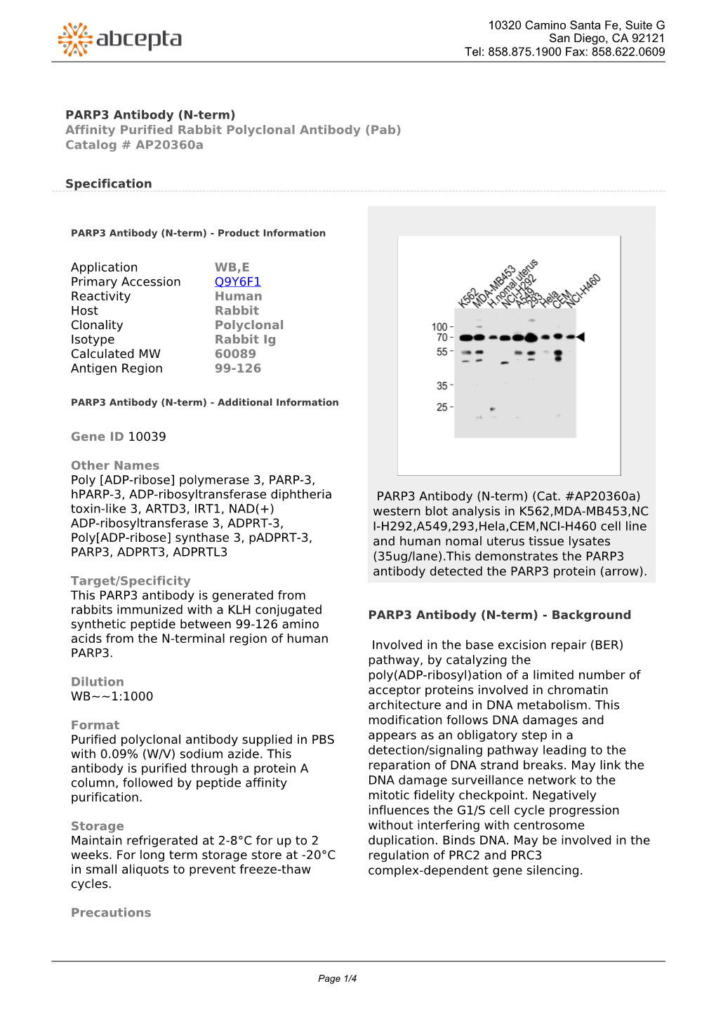 PARP3 Antibody (N-Term) Affinity Purified Rabbit Polyclonal Antibody (Pab) Catalog # Ap20360a